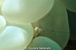 
Bubble Coral Shrimp with eggs beside by Jimmela Sabanate 